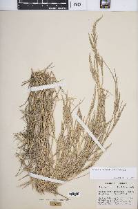 Muhlenbergia frondosa image