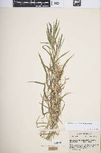 Muhlenbergia frondosa image