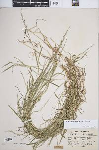 Muhlenbergia frondosa image