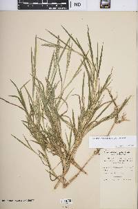 Muhlenbergia frondosa image