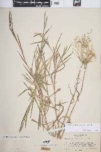 Muhlenbergia frondosa image