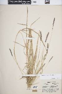 Muhlenbergia glomerata image