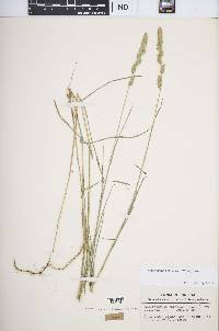 Muhlenbergia glomerata image