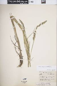 Muhlenbergia glomerata image