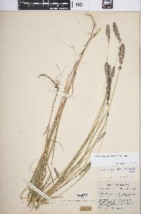 Muhlenbergia glomerata image