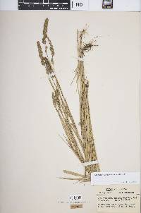 Muhlenbergia glomerata image