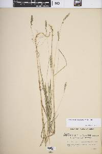 Muhlenbergia glomerata image