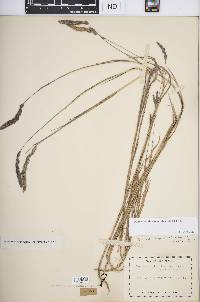 Muhlenbergia glomerata image