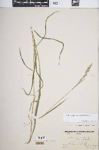 Muhlenbergia glomerata image