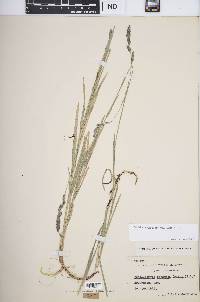 Muhlenbergia glomerata image