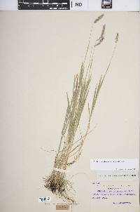 Muhlenbergia glomerata image