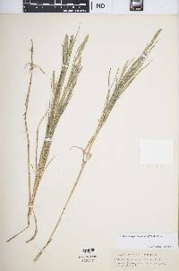 Muhlenbergia glomerata image