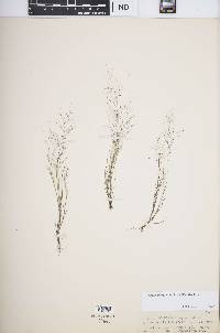 Muhlenbergia implicata image