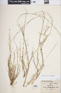 Muhlenbergia implicata image