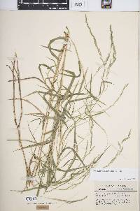 Muhlenbergia mexicana image