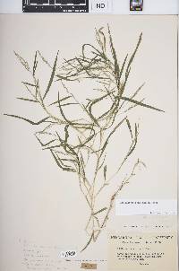 Muhlenbergia mexicana image