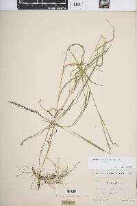 Muhlenbergia mexicana image