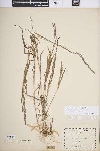 Muhlenbergia mexicana image