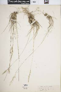 Muhlenbergia montana image