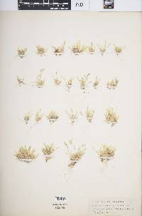 Muhlenbergia peruviana image