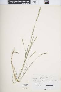 Muhlenbergia racemosa image