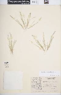 Muhlenbergia ramulosa image