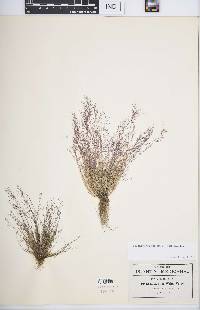 Muhlenbergia ramulosa image