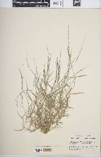 Muhlenbergia schreberi image