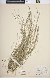 Muhlenbergia schreberi image