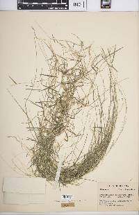 Muhlenbergia schreberi image