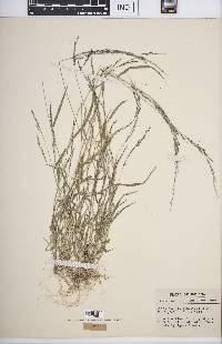 Muhlenbergia schreberi image