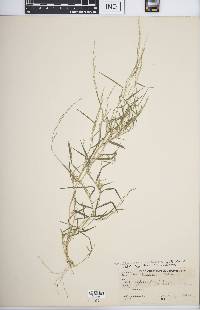 Muhlenbergia schreberi image