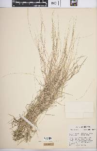 Muhlenbergia schreberi image