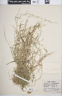 Muhlenbergia schreberi image