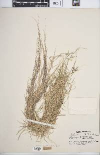 Muhlenbergia schreberi image