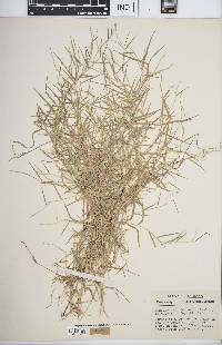 Muhlenbergia schreberi image