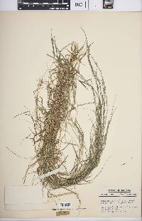 Muhlenbergia schreberi image