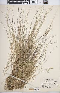 Muhlenbergia schreberi image