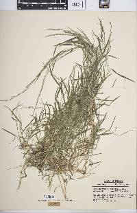 Muhlenbergia schreberi image