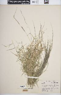 Muhlenbergia schreberi image