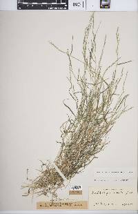 Muhlenbergia schreberi image