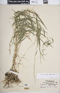 Muhlenbergia sobolifera image