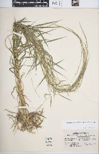 Muhlenbergia sobolifera image