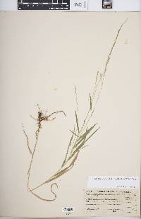 Muhlenbergia sobolifera image