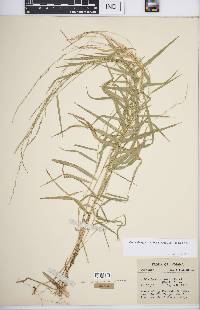 Muhlenbergia sobolifera image