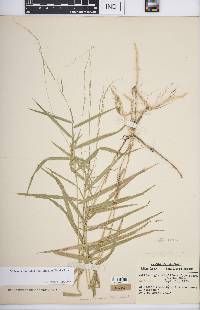 Muhlenbergia sobolifera image