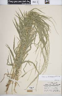 Muhlenbergia sobolifera image