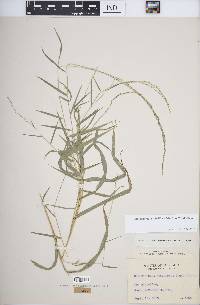 Muhlenbergia sobolifera image