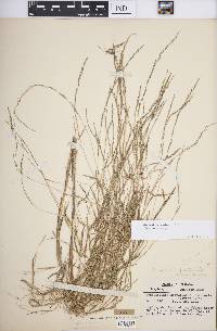 Muhlenbergia sylvatica image