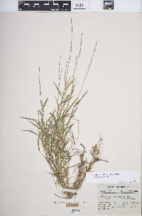Muhlenbergia sylvatica image